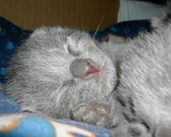 Photos: les chatons ont 6 jours