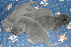 Photos: les chatons ont 6 jours