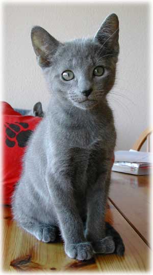 Photos: les chatons ont 72 jours