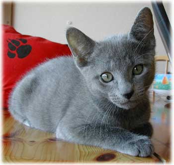 Photos: les chatons ont 72 jours