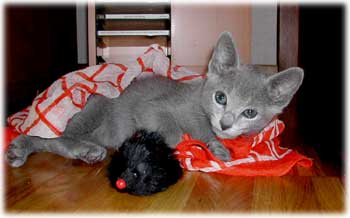 Photos: les chatons ont 72 jours