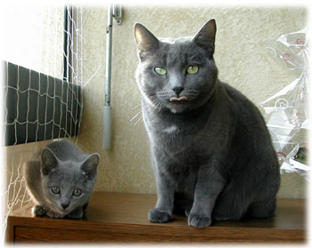 Photos: les chatons ont 72 jours