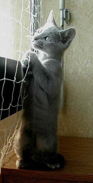 Photos: les chatons ont 72 jours