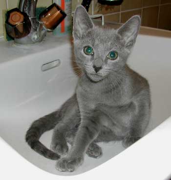 Photos: les chatons ont 77 jours