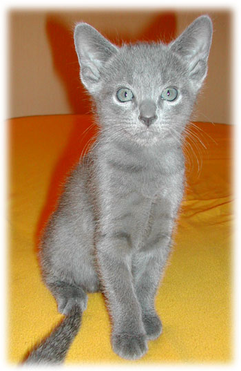 Photos: les chatons ont 7 semaines