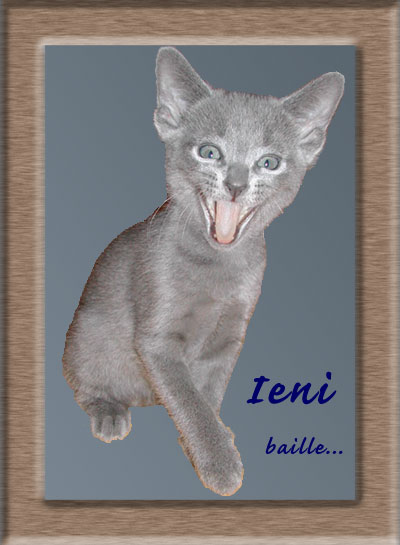 Photos: les chatons ont 7 semaines