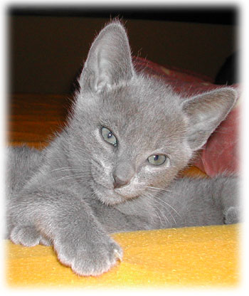 Photos: les chatons ont 7 semaines