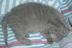 Photos: les chatons ont 8 jours