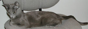 Photos: les chatons ont 8 jours