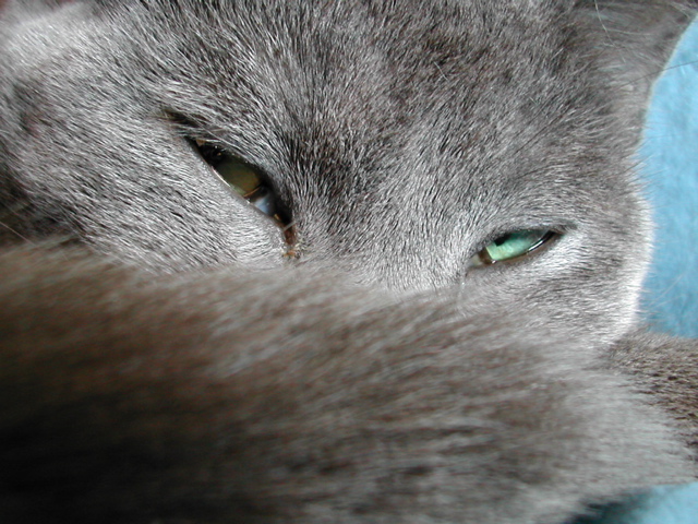 PalineMacro1